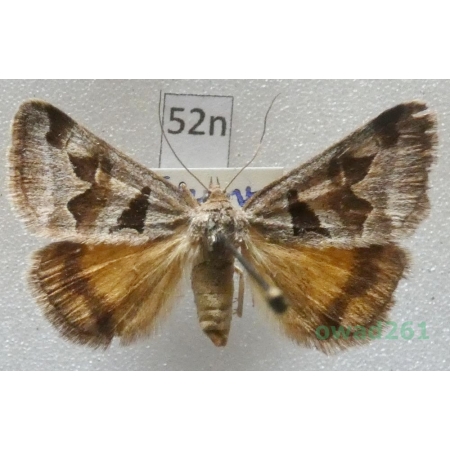 Euclidia triquetra (Denis & Schiffermüller, 1775) Slovakia52n